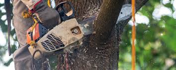 Best Tree Health Inspection  in Riverside, CA