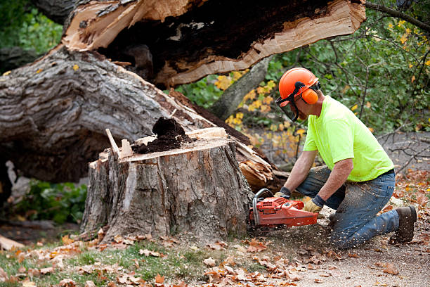 Best Stump Grinding and Removal  in Riverside, CA