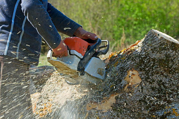 Leaf Removal in Riverside, CA